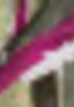 Gerry Weber Schal - Grün Lila Pink Druck -Dein Mode Laden c999be9217ee459e8ad18677059d42d0